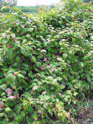 the best varieties of actinidia kolomikta