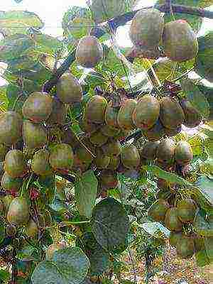 the best varieties of actinidia kolomikta