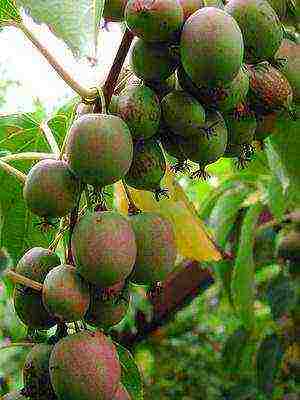 the best varieties of actinidia kolomikta