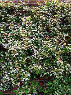 the best varieties of actinidia kolomikta