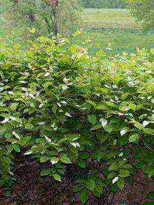 the best varieties of actinidia kolomikta