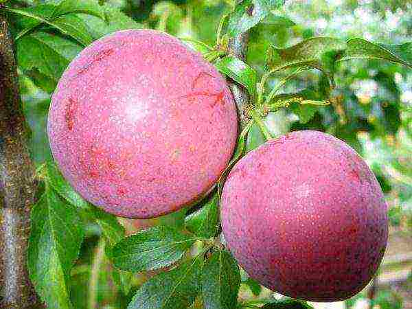 the best varieties of self-fertile cherry plum