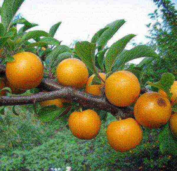 the best varieties of self-fertile cherry plum