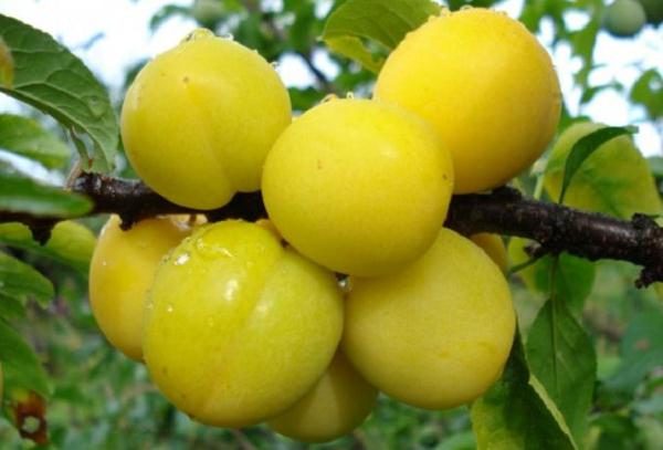 ang pinakamahusay na mga pagkakaiba-iba ng matabang-buhay na cherry plum