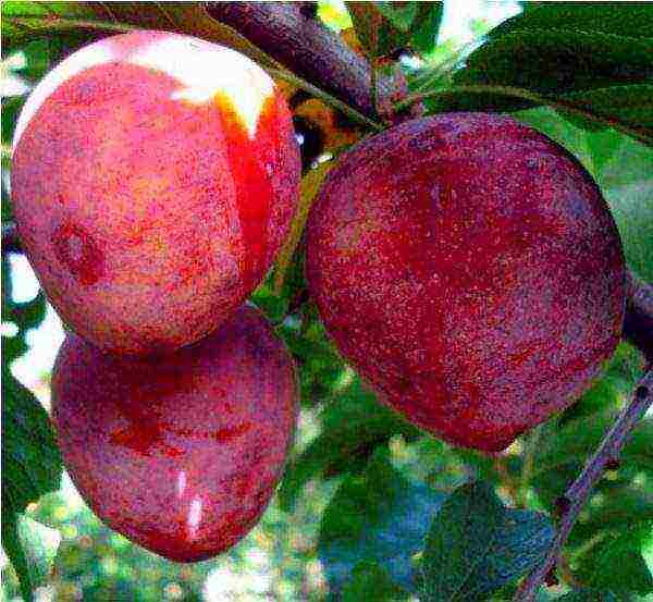 ang pinakamahusay na mga pagkakaiba-iba ng matabang-buhay na cherry plum