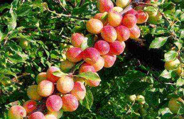 ang pinakamahusay na mga pagkakaiba-iba ng matabang-buhay na cherry plum