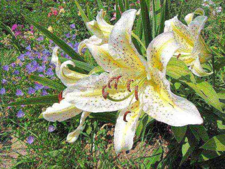 the best varieties of asiatic lilies