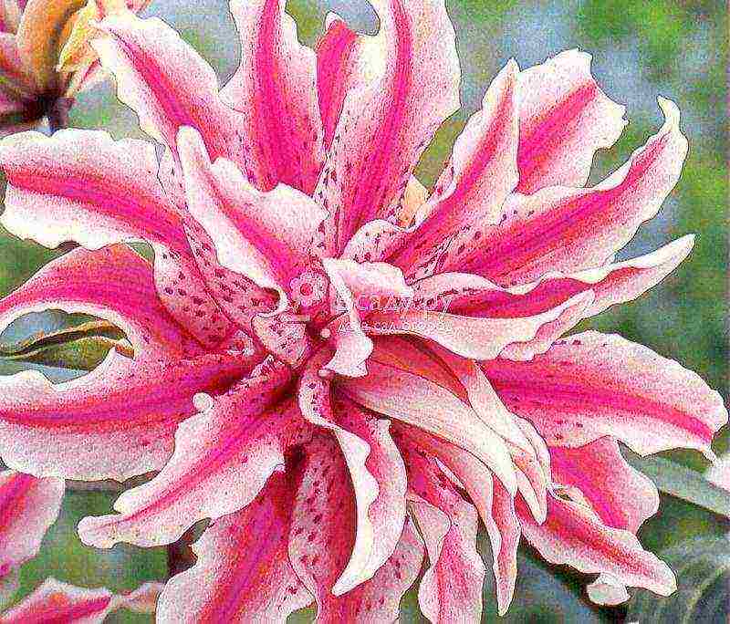 the best varieties of asiatic lilies