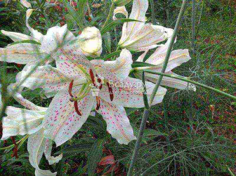 ang pinakamahusay na mga iba't-ibang mga asiatic lily