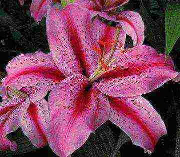 the best varieties of asiatic lilies