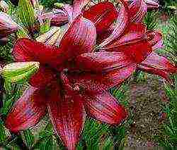 the best varieties of asiatic lilies