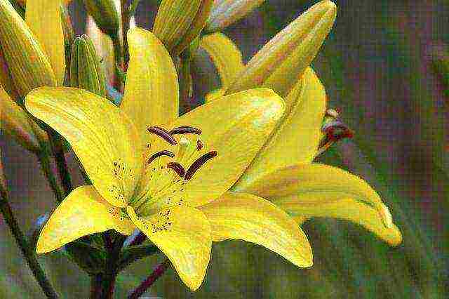 the best varieties of asiatic lilies