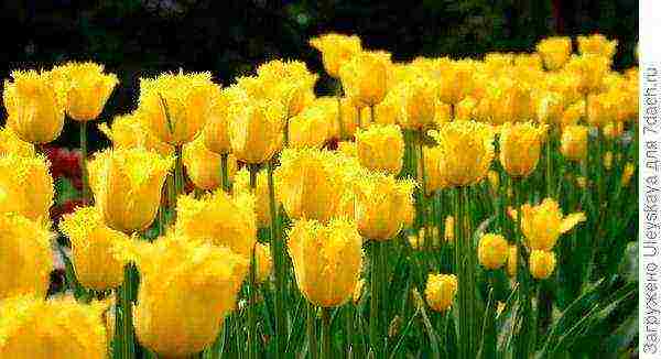 ang pinakamahusay na mga pagkakaiba-iba ng mga fringed tulips