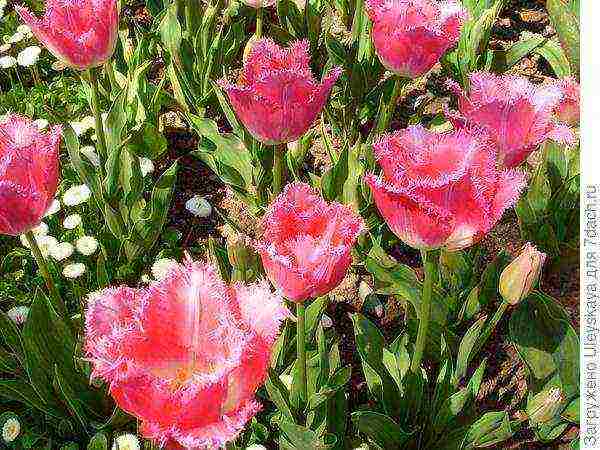 the best varieties of fringed tulips