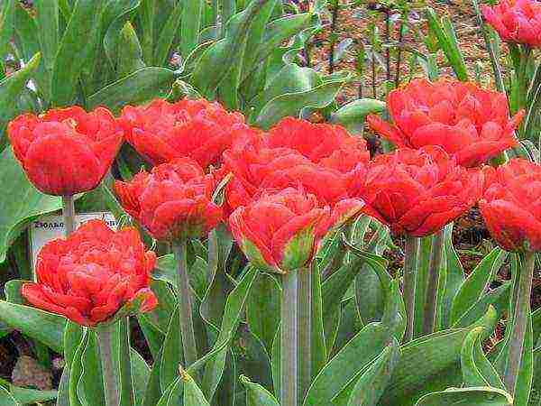 ang pinakamahusay na mga pagkakaiba-iba ng mga fringed tulips