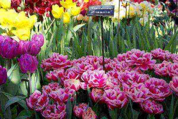 the best varieties of fringed tulips