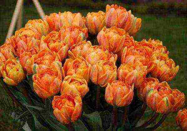 ang pinakamahusay na mga pagkakaiba-iba ng mga fringed tulips