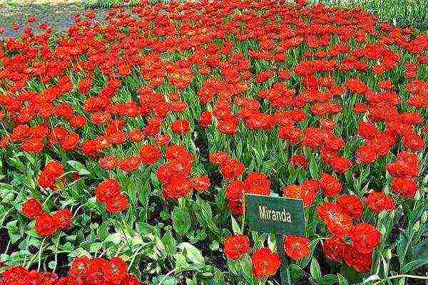 ang pinakamahusay na mga pagkakaiba-iba ng mga fringed tulips