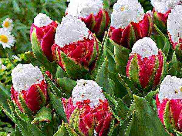 ang pinakamahusay na mga pagkakaiba-iba ng mga fringed tulips