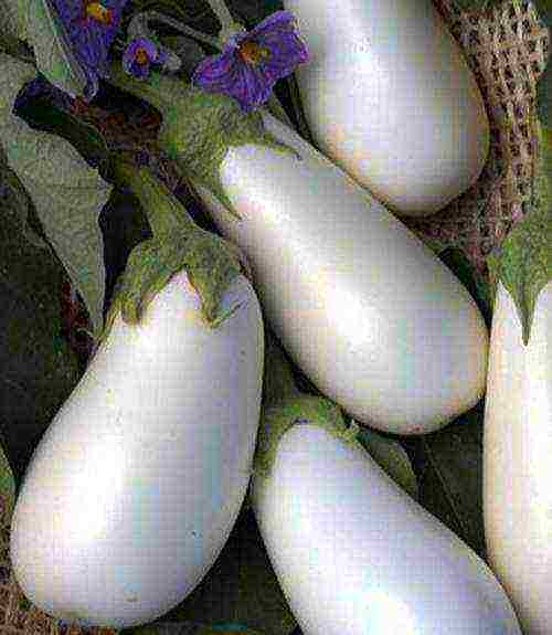 the best varieties of eggplant Ukraine