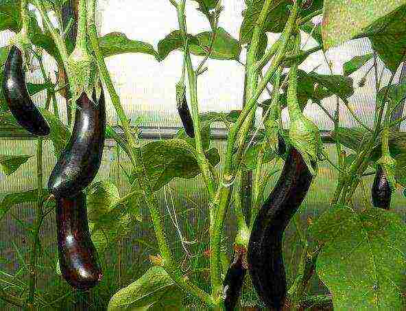 the best varieties of eggplant Ukraine