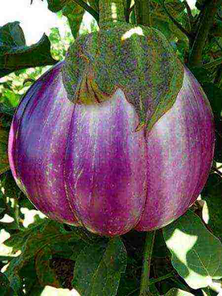 the best varieties of eggplant Ukraine