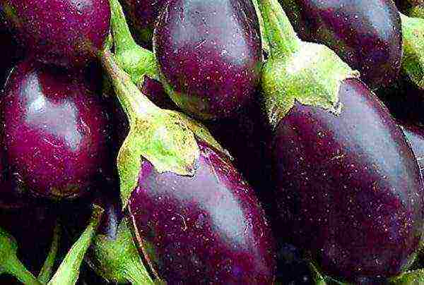 the best varieties of eggplant Ukraine