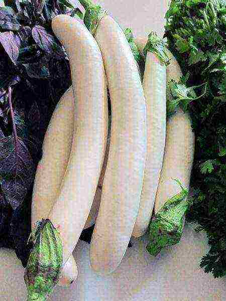 the best varieties of eggplant Ukraine