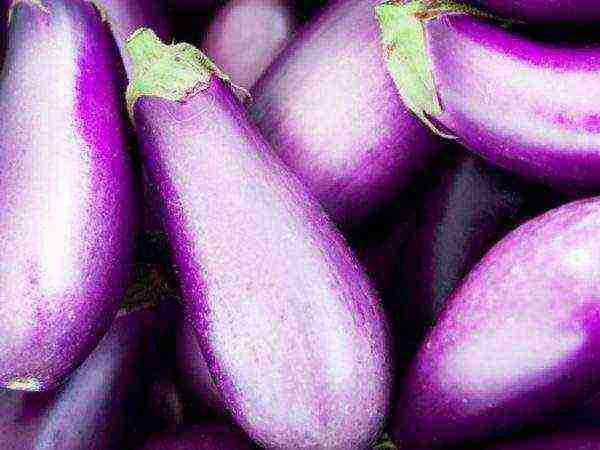 the best varieties of eggplant Ukraine