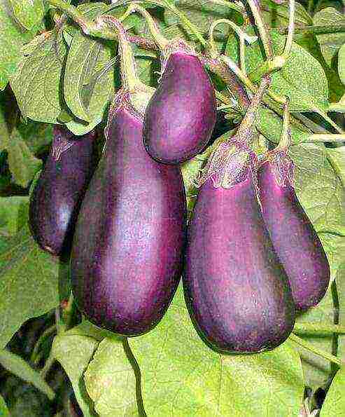 the best varieties of eggplant Ukraine