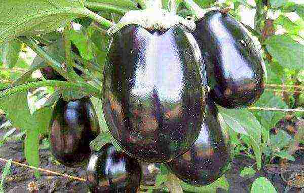 the best varieties of eggplant Ukraine