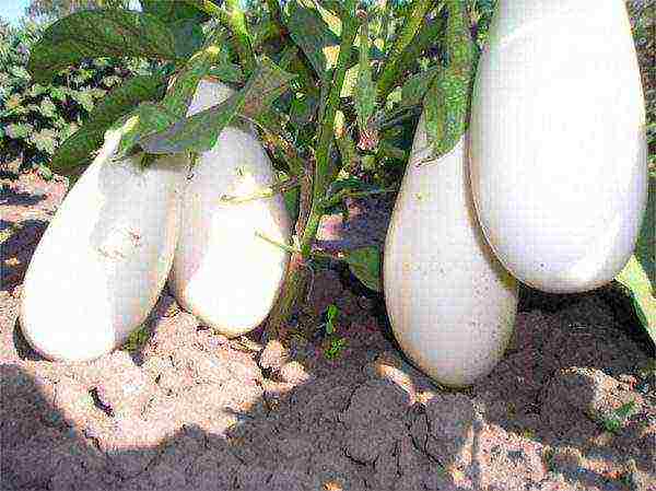 the best varieties of eggplant Ukraine