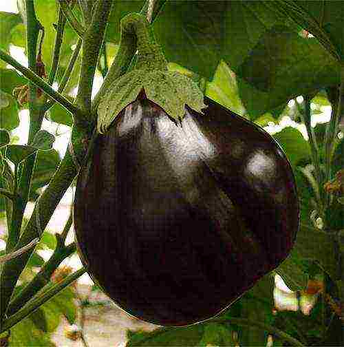 the best varieties of eggplant Ukraine