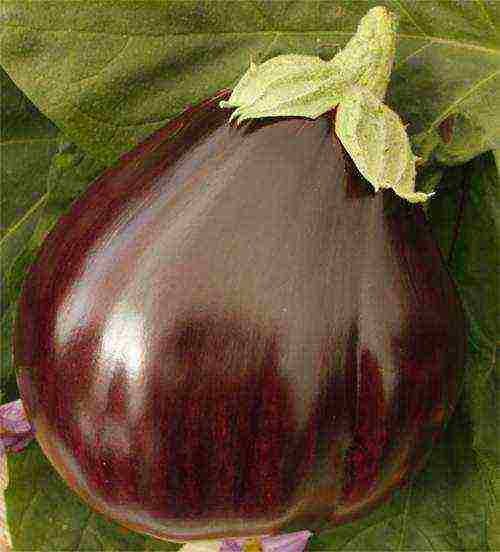 the best varieties of eggplant Ukraine