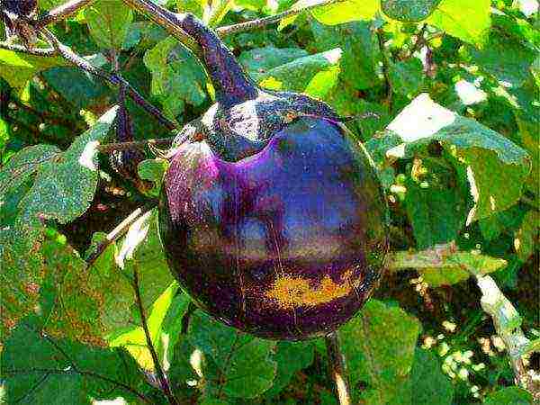 the best varieties of eggplant Ukraine