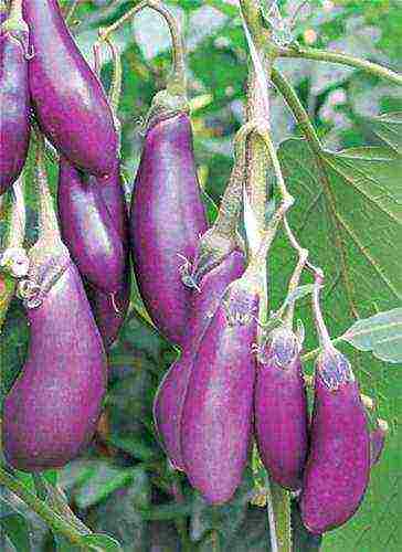 the best varieties of eggplant Ukraine