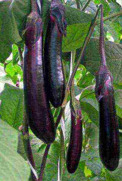 the best varieties of eggplant Ukraine