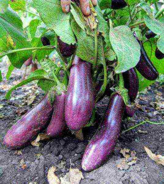 the best varieties of eggplant Ukraine