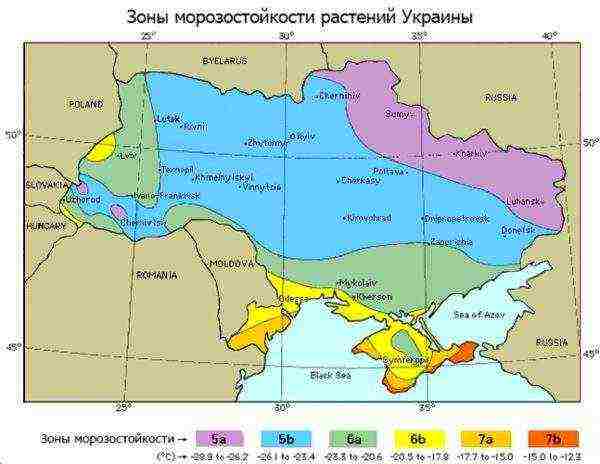 ang pinakamahusay na pagkakaiba-iba ng talong Ukraine