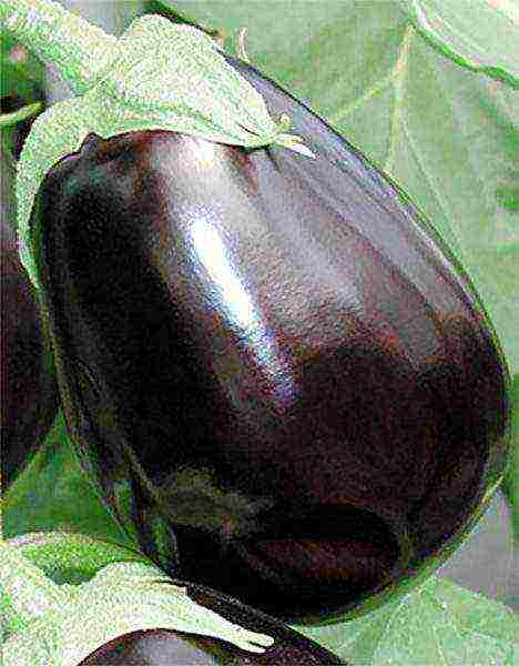 the best varieties of eggplant Ukraine