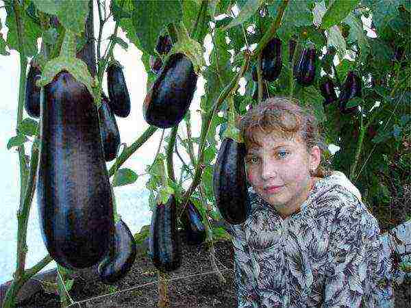 the best varieties of eggplant Ukraine