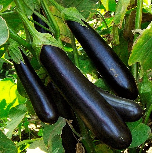 the best varieties of eggplant Ukraine