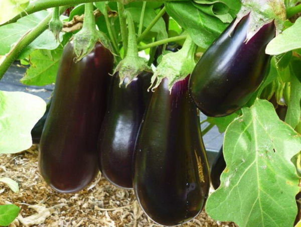 the best varieties of eggplant Ukraine