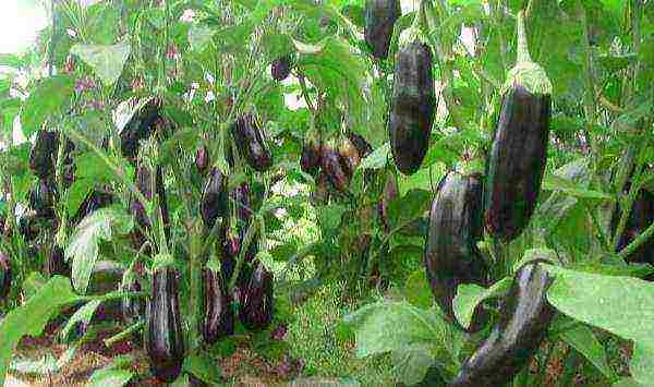 the best varieties of eggplant Ukraine