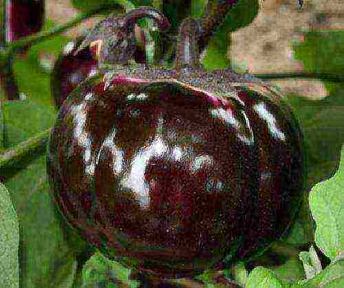 the best varieties of eggplant Ukraine