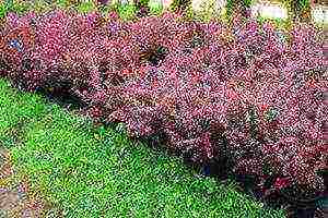 the best varieties of barberry tunberg