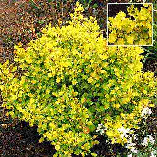 the best varieties of barberry tunberg