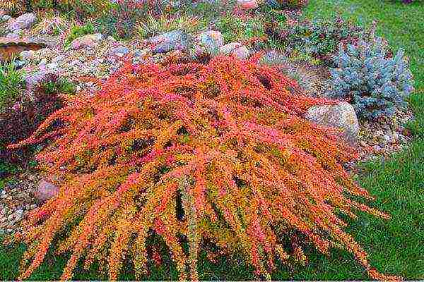 the best varieties of barberry tunberg