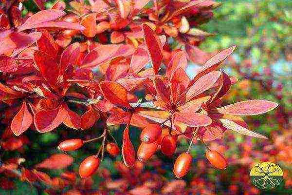 the best varieties of barberry tunberg