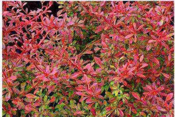 the best varieties of barberry tunberg